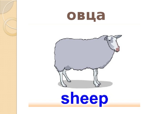 овца