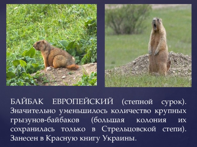 БАЙБАК ЕВРОПЕЙСКИЙ (степной сурок). Значительно уменьшилось количество крупных грызунов-байбаков (большая колония их сохранилась только в Стрельцовской степи). Занесен в Красную книгу Украины.