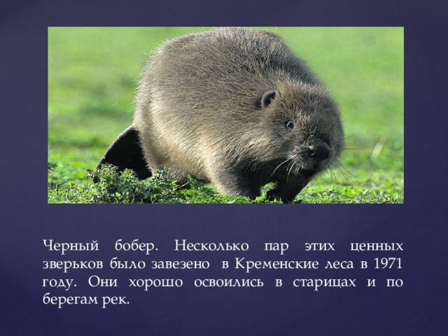 Черный бобер. Несколько пар этих ценных зверьков было завезено в Кременские леса в 1971 году. Они хорошо освоились в старицах и по берегам рек.