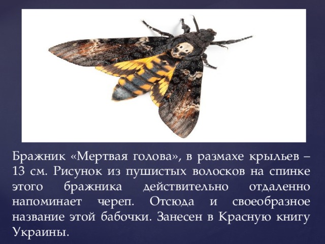 Бражник «Мертвая голова», в размахе крыльев – 13 см. Рисунок из пушистых волосков на спинке этого бражника действительно отдаленно напоминает череп. Отсюда и своеобразное название этой бабочки. Занесен в Красную книгу Украины.