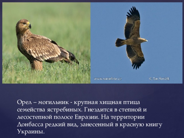 Орел – могильник - крупная хищная птица семейства ястребиных. Гнездится в степной и лесостепной полосе Евразии. На территории Донбасса редкий вид, занесенный в красную книгу Украины.
