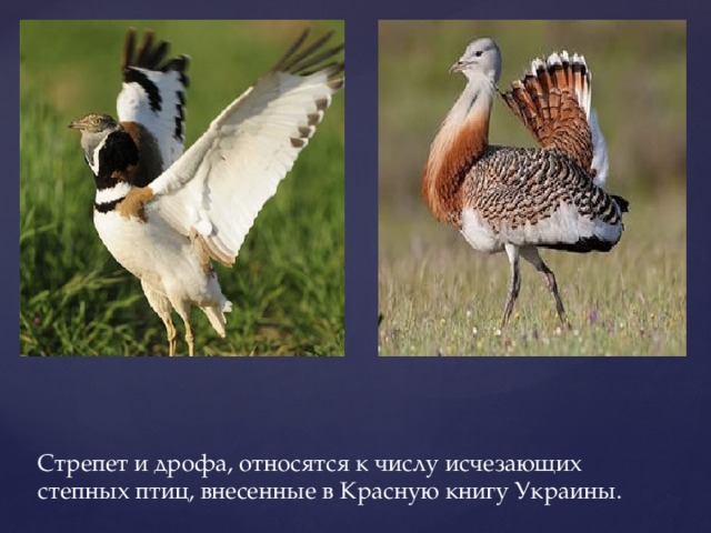 Стрепет и дрофа, относятся к числу исчезающих степных птиц, внесенные в Красную книгу Украины.