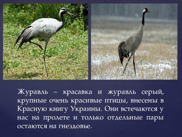 Журавль – красавка и журавль серый, крупные очень красивые птицы, внесены в Красную книгу Украины. Они встечаются у нас на пролете и только отдельные пары остаются на гнездовье.