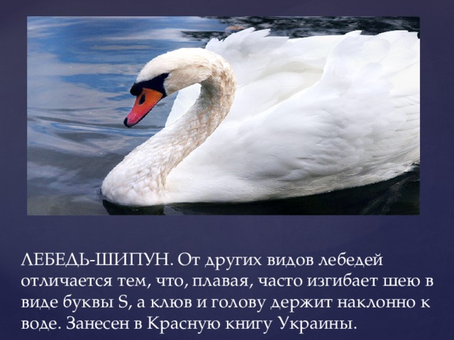ЛЕБЕДЬ-ШИПУН. От других видов лебедей отличается тем, что, плавая, часто изгибает шею в виде буквы S, а клюв и голову держит наклонно к воде. Занесен в Красную книгу Украины.