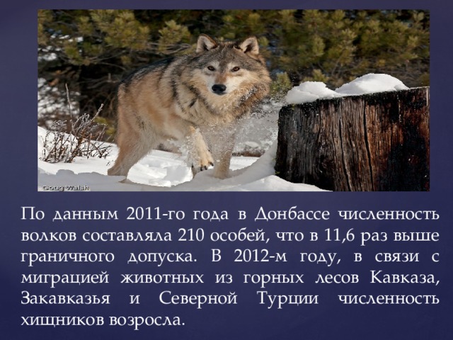 По данным 2011-го года в Донбассе численность волков составляла 210 особей, что в 11,6 раз выше граничного допуска. В 2012-м году, в связи с миграцией животных из горных лесов Кавказа, Закавказья и Северной Турции численность хищников возросла.