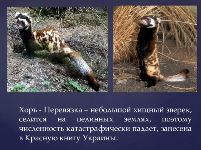 Хорь - Перевязка – небольшой хищный зверек, селится на целинных землях, поэтому численность катастрафически падает, занесена в Красную книгу Украины.