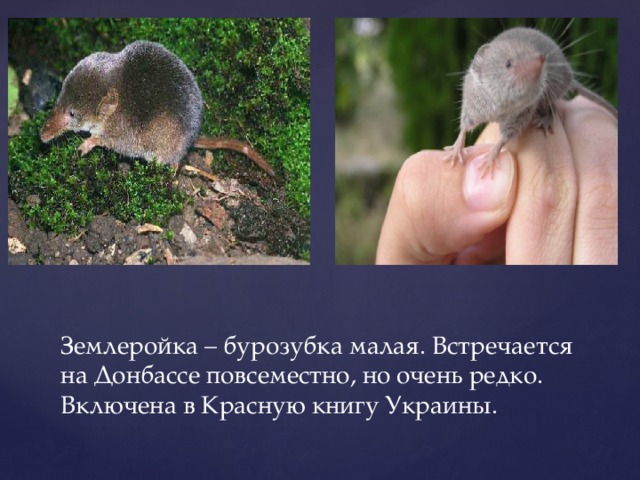 Землеройка – бурозубка малая. Встречается на Донбассе повсеместно, но очень редко. Включена в Красную книгу Украины.