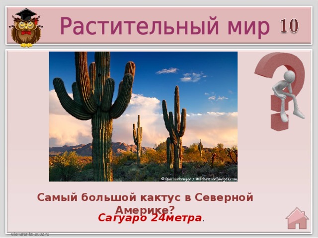 Самый большой кактус в Северной Америке? Сагуаро 24метра .