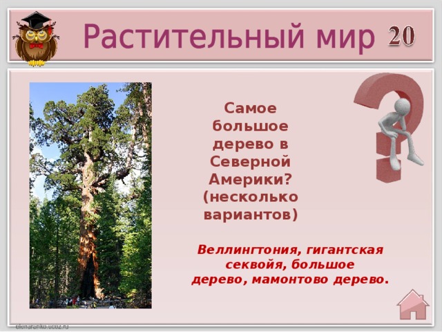 Самое большое дерево в Северной Америки? (несколько вариантов) Веллингтония, гигантская секвойя, большое дерево, мамонтово дерево.