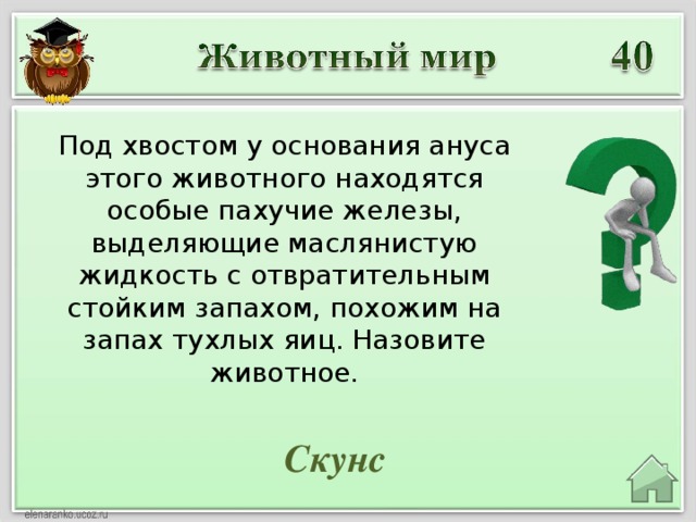 Под хвостом у основания ануса этого животного находятся особые пахучие железы, выделяющие маслянистую жидкость с отвратительным стойким запахом, похожим на запах тухлых яиц. Назовите животное. Скунс