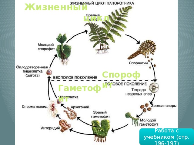 Жизненный цикл Спорофит Гаметофит Работа с учебником (стр. 196-197)