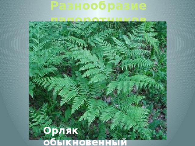 Разнообразие папоротников Орляк обыкновенный