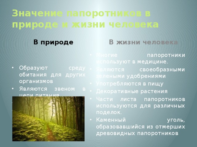 Значение папоротников в природе и жизни человека В природе В жизни человека