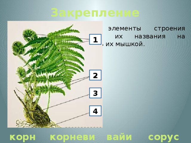 Закрепление  Определите основные элементы строения папоротника. Поместите их названия на правильные места, проверь их мышкой. 1 2 3 4 корни корневище вайи сорусы