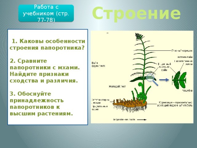 Строение Работа с учебником (стр. 77-78) Папоротниковидные – отдел высших растений, известный с девона. В отличие от моховидных папоротники имеют проводящую ткань , доставляющую воду и питательные вещества ко всем органам. У папоротников есть хорошо развитые листья и стебель , у многих - корневище ( с придаточными корнями ), однако нет ни цветков, ни семян.  1. Каковы особенности строения папоротника?  2. Сравните папоротники с мхами. Найдите признаки сходства и различия.  3. Обоснуйте принадлежность папоротников к высшим растениям.