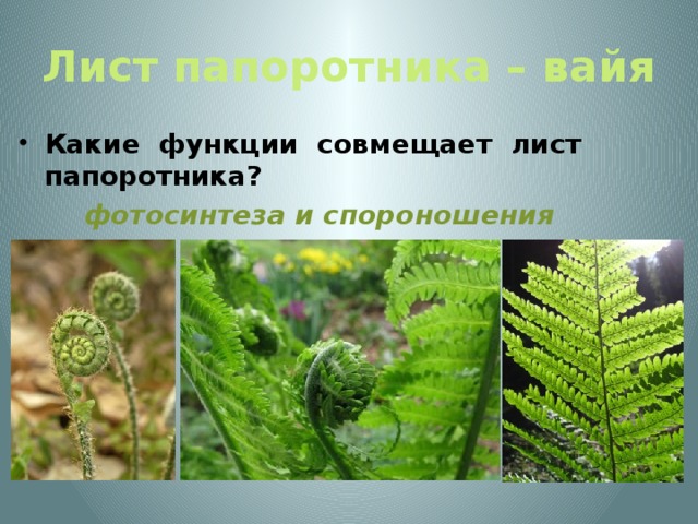 Лист папоротника – вайя Какие функции совмещает лист папоротника?  фотосинтеза и спороношения