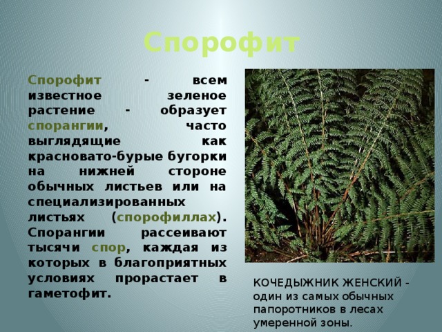 Спорофит  Спорофит - всем известное зеленое растение - образует спорангии , часто выглядящие как красновато-бурые бугорки на нижней стороне обычных листьев или на специализированных листьях ( спорофиллах ). Спорангии рассеивают тысячи спор , каждая из которых в благоприятных условиях прорастает в гаметофит. КОЧЕДЫЖНИК ЖЕНСКИЙ - один из самых обычных папоротников в лесах умеренной зоны.