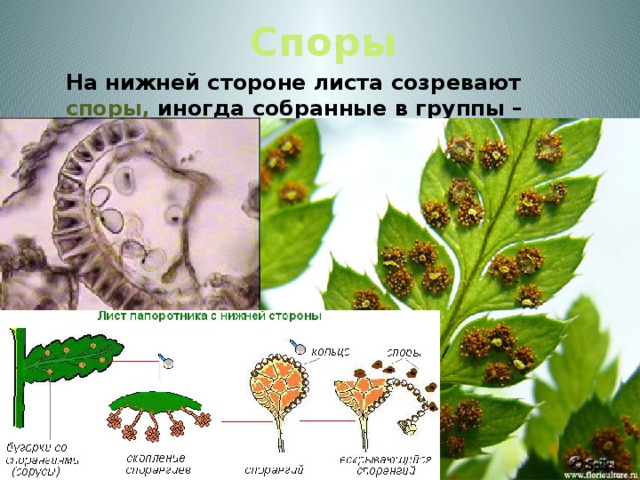 Споры  На нижней стороне листа созревают споры, иногда собранные в группы – сорусы.