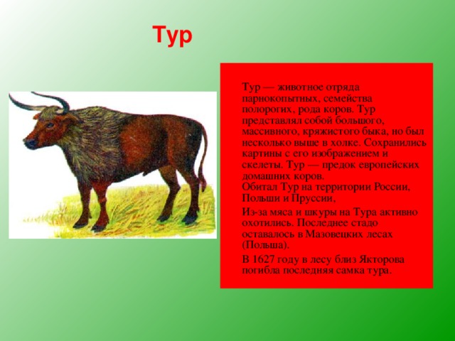 Тур  Тур — животное отряда парнокопытных, семейства полорогих, рода коров. Тур представлял собой большого, массивного, кряжистого быка, но был несколько выше в холке. Сохранились картины с его изображением и скелеты. Тур — предок европейских домашних коров.  Обитал Тур на территории России, Польши и Пруссии,   Из-за мяса и шкуры на Тура активно охотились. Последнее стадо оставалось в Мазовецких лесах (Польша).  В 1627 году в лесу близ Якторова погибла последняя самка тура.