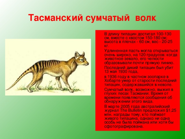 Тасманский сумчатый волк  В длину тилацин достигал 100-130 см, вместе с хвостом 150-180 см; высота в плечах - 60 см, вес - 20-25 кг.  Удлиненная пасть могла открываться очень широко, на 120 градусов: когда животное зевало, его челюсти образовывали почти прямую линию.  Последний дикий тилацин был убит 13 мая 1930 года,   в 1936 году в частном зоопарке в Хобарте умер от старости последний тилацин, содержавшийся в неволе.  Сумчатый волк, возможно, выжил в глухих лесах Тасмании. Время от времени появляются сообщения об обнаружении этого вида.  В марте 2005 года австралийский журнал The Bulletin предложил $1,25 млн. награды тому, кто поймает живого тилацина, однако ни одна особь не была поймана или хотя бы сфотографирована.