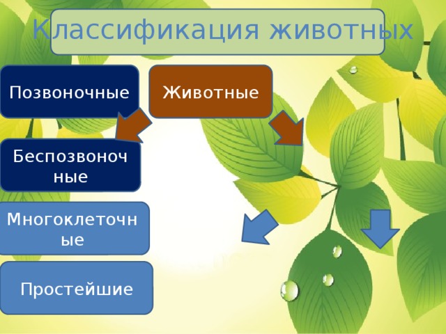 Классификация животных Животные Позвоночные Беспозвоночные Многоклеточные Простейшие