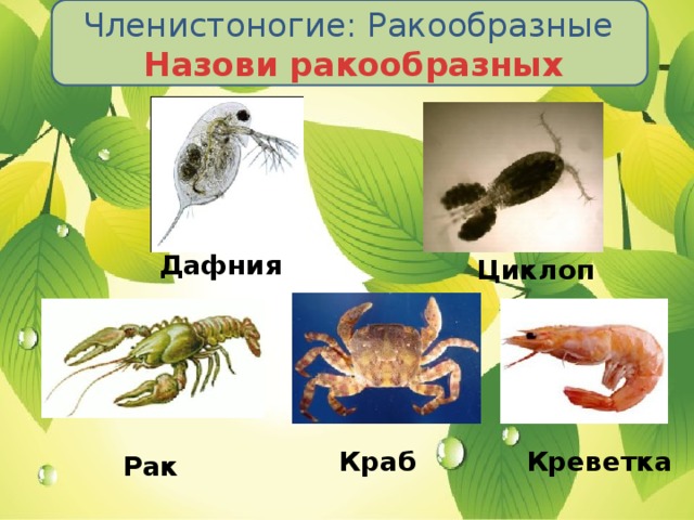 Членистоногие: Ракообразные  Назови ракообразных Дафния Циклоп Краб Креветка Рак