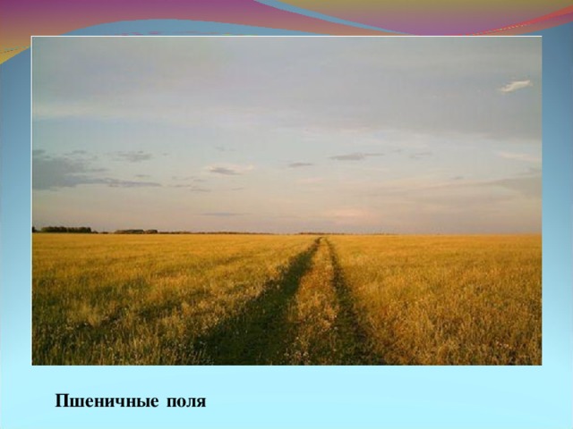 Пшеничные  поля