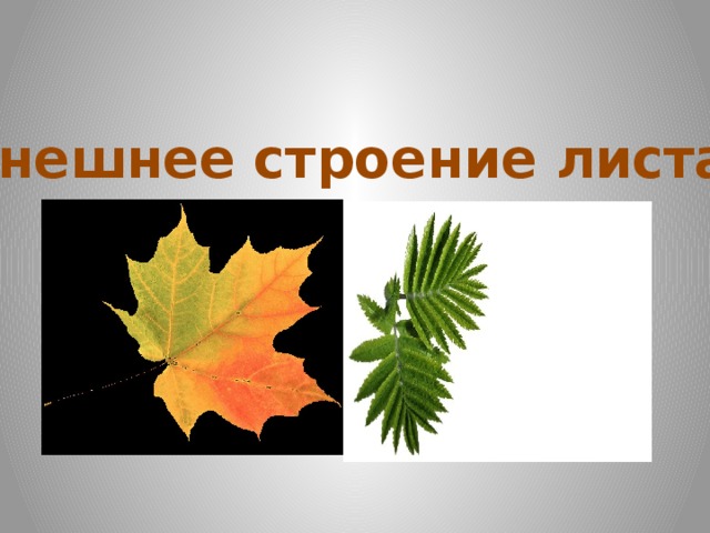 Презентация внешнее строение листа. Лист а7. Юбка из листьев по биологии.