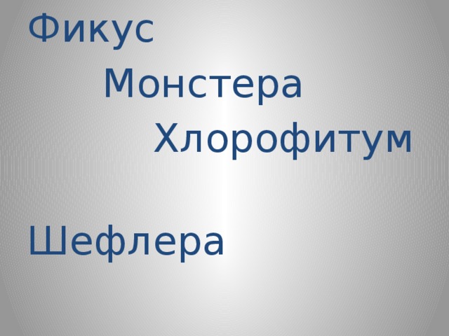 Фикус  Монстера  Хлорофитум  Шефлера