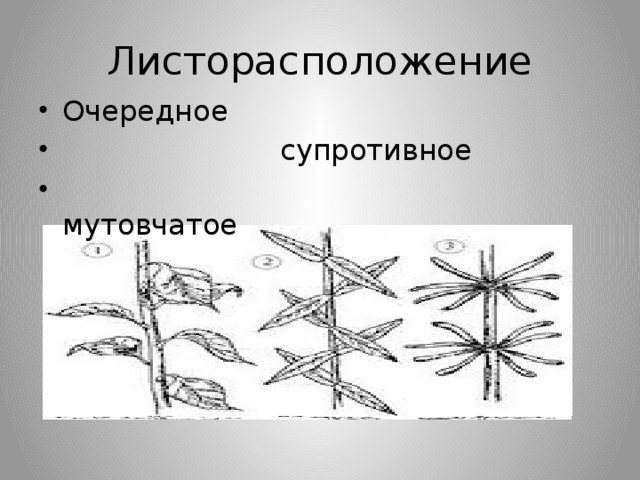 Листорасположение