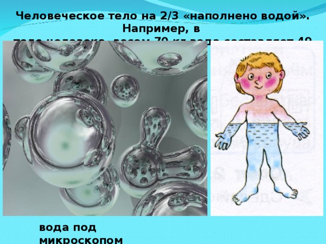 вода под микроскопом Человеческое тело на 2/3 «наполнено водой». Например, в теле человека весом 70 кг вода составляет 49 кг.