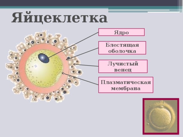 Яйцеклетка Ядро Блестящая оболочка Лучистый венец Плазматическая мембрана 3