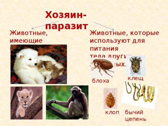 Хозяин-паразит Животные, имеющие паразитов. Животные, которые используют для питания тела других животных . клещ блоха клоп бычий цепень