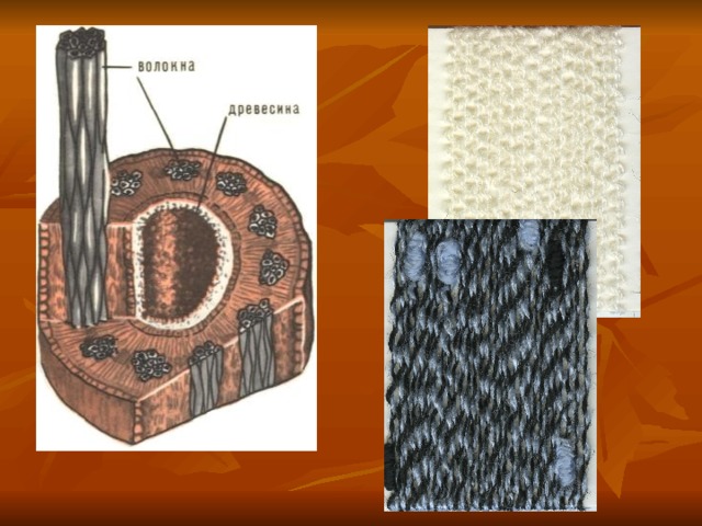 Древесины волокна ткань. Волокна древесины. Древесные волокна ткань. Структура волокон древесины. Твердые волокна древесины.