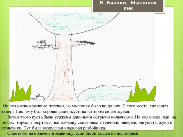 В. Бианки. Мышонок пик  Он пел очень красивые песенки, но мышонку было не до них. С того места, где сидел теперь Пик, ему был хорошо виден куст, на котором сидел жулан.  Ветки этого куста были усажены длинными острыми колючками. На колючках, как на пиках, торчали мертвые, наполовину съеденные птенчики, ящерки, лягушата, жуки и кузнечики. Тут была воздушная кладовая разбойника.  Сидеть бы на колючке и мышонку, если бы он вышел из-под корней.