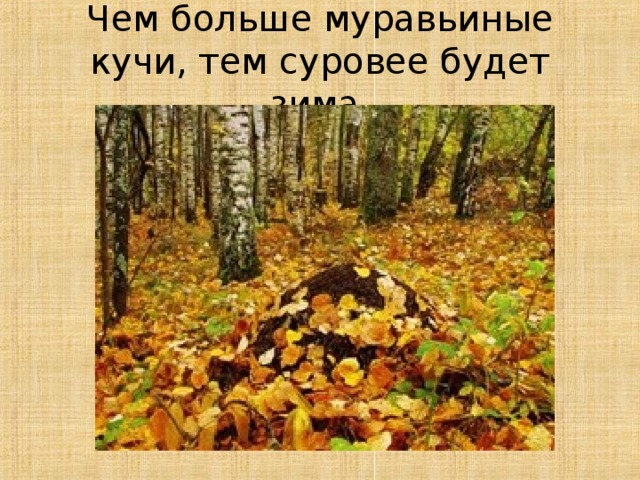 Чем больше муравьиные кучи, тем суровее будет зима.