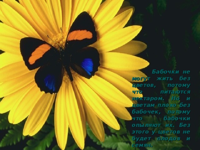 Бабочки не могут жить без цветов, потому что питаются нектаром. Но и цветам плохо без бабочек, потому что бабочки опыляют их. Без этого у цветов не будет плодов и семян.