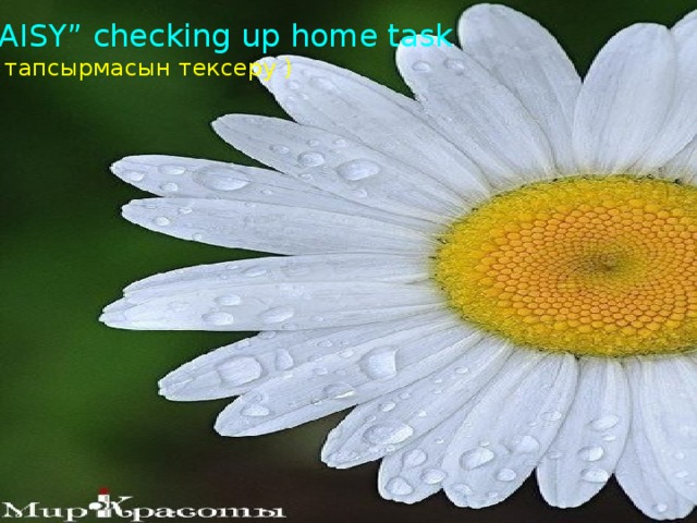 “ DAISY” checking up home task (үй тапсырмасын тексеру )
