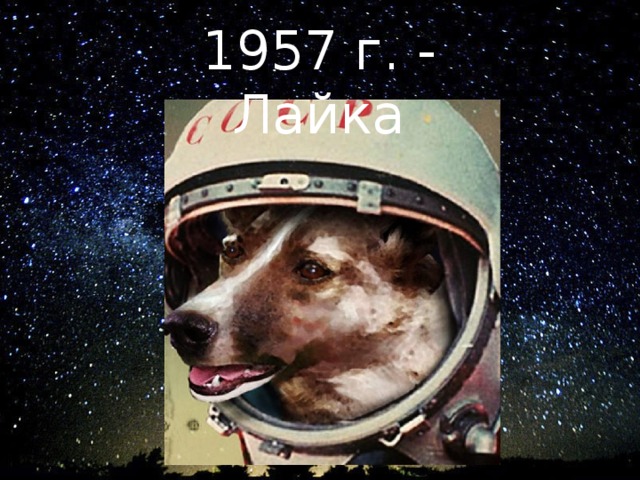 1957 г. - Лайка