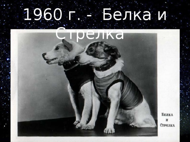 1960 г. - Белка и Стрелка