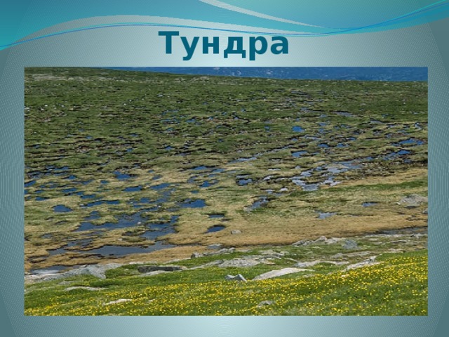 Проект тундра 6 класс география