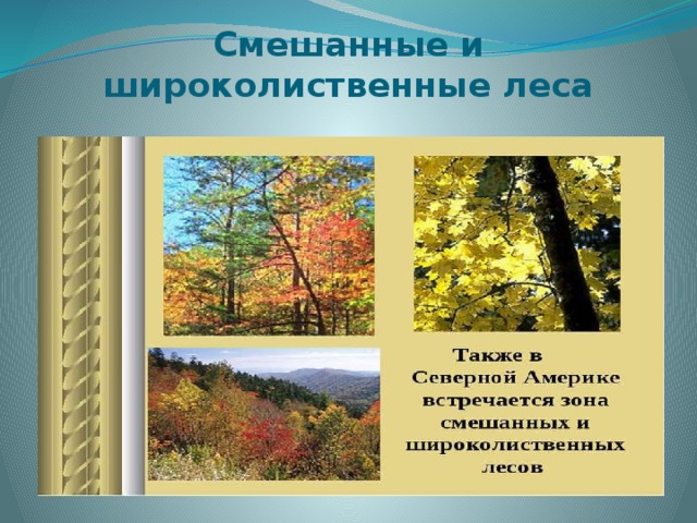 Особенности смешанных и широколиственных лесов. Широколиственный лес лес природная зона. Смешанные и широколиственные леса Северной Америки. Широколиственные леса Северной Америки. Природные зоны Северной Америки широколиственные леса.