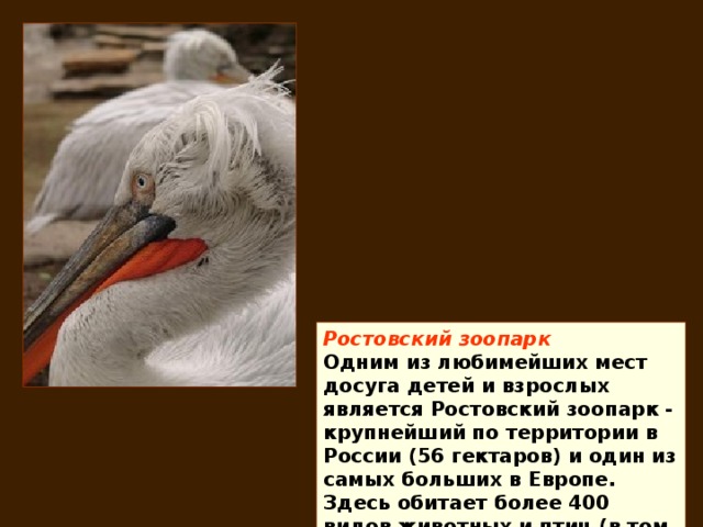 Ростовский зоопарк Одним из любимейших мест досуга детей и взрослых является Ростовский зоопарк - крупнейший по территории в России (56 гектаров) и один из самых больших в Европе. Здесь обитает более 400 видов животных и птиц (в том числе 180 видов, занесённых в Красную Книгу). 