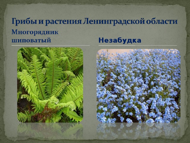 Болотные растения ленинградской области фото и названия