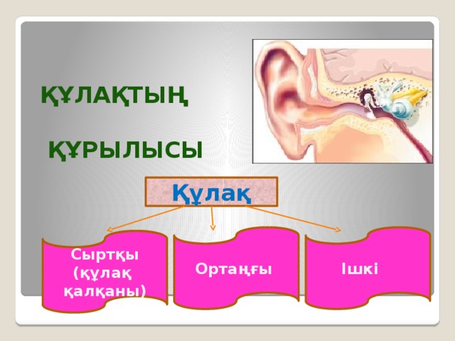 Құлақтың құрылысы Құлақ Ортаңғы Ішкі Сыртқы (құлақ қалқаны)