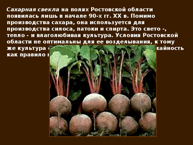 Какие зерновые культуры выращивают в ростовской области?