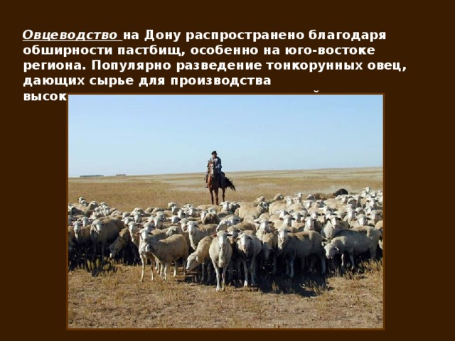 Овцеводство на Дону распространено благодаря обширности пастбищ, особенно на юго-востоке региона. Популярно разведение тонкорунных овец, дающих сырье для производства высококачественных шерстяных тканей.