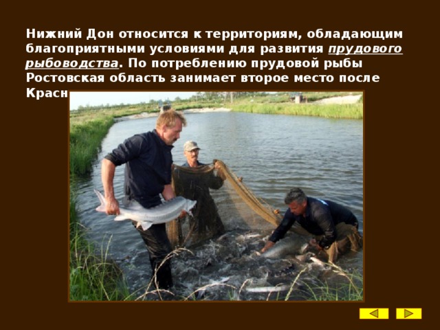 Нижний Дон относится к территориям, обладающим благоприятными условиями для развития прудового рыбоводства . По потреблению прудовой рыбы Ростовская область занимает второе место после Краснодарского края.