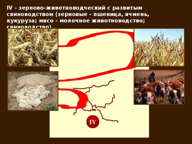 IV - зерново-животноводческий с развитым свиноводством (зерновые - пшеница, ячмень, кукуруза; мясо - молочное животноводство; свиноводство). IV