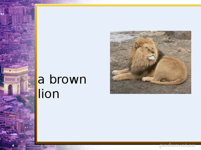 a brown lion